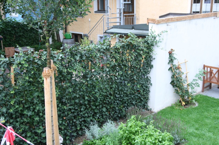Heckenelemente aus Efeu von Helix, fertig berankt. Sofortiger Sichtschutz. (Freising)
