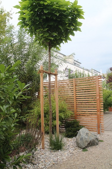 Sichtschutzelement aus Holz mit Trompetenbaum in Kugelform. (Freising)